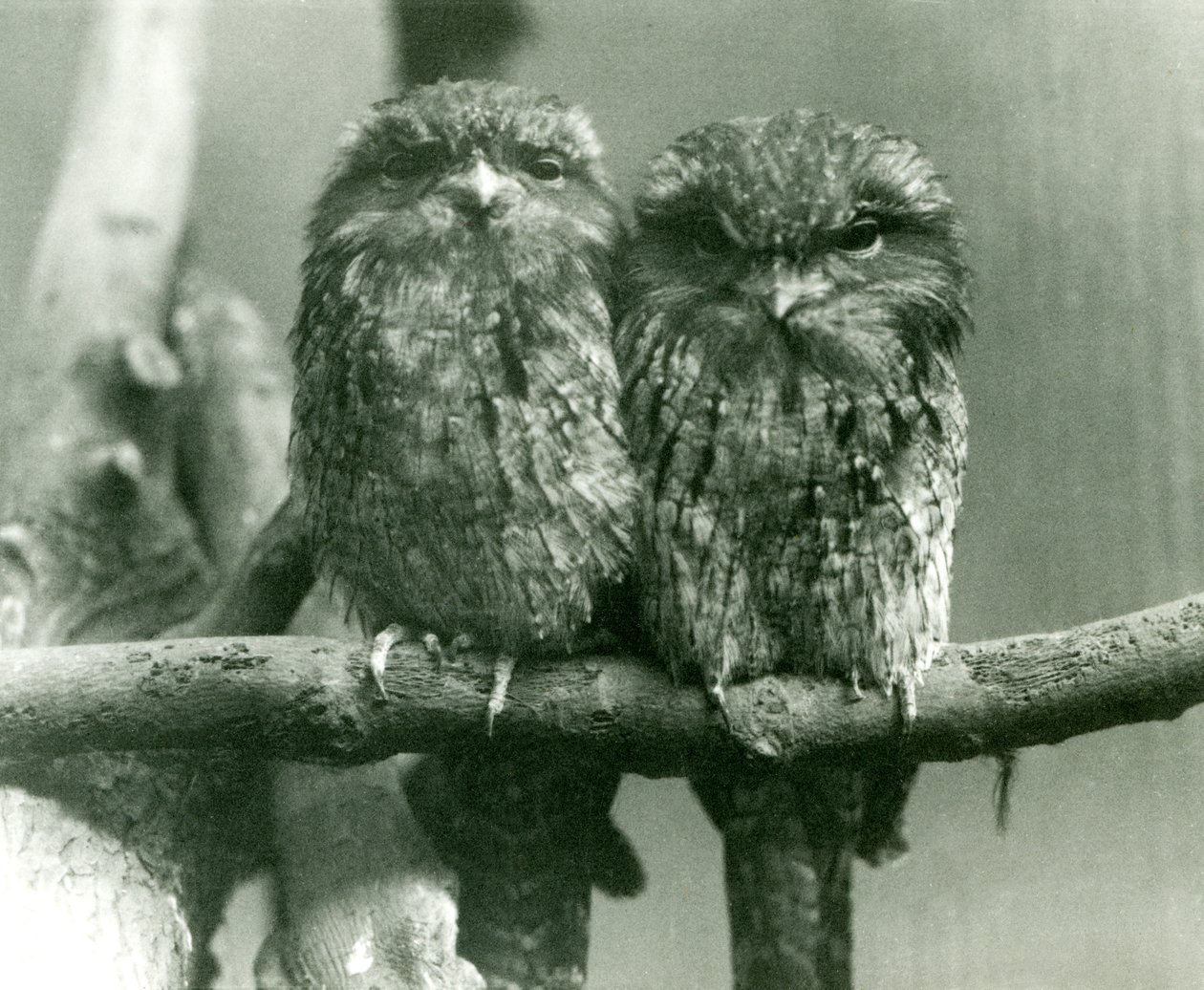 Para Tawny Frogmouths siedząca na gałęzi w londyńskim zoo w 1924 r. autorstwa Frederick William Bond