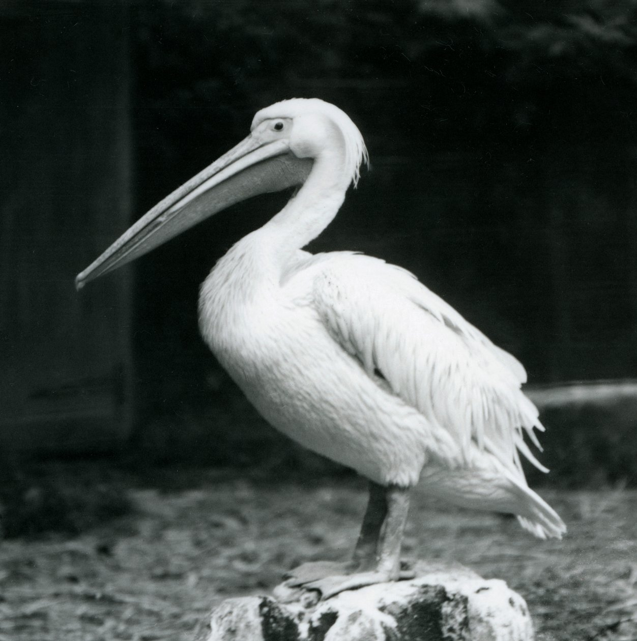 Pelikan stojący na pniu w londyńskim zoo we wrześniu 1925 r. autorstwa Frederick William Bond