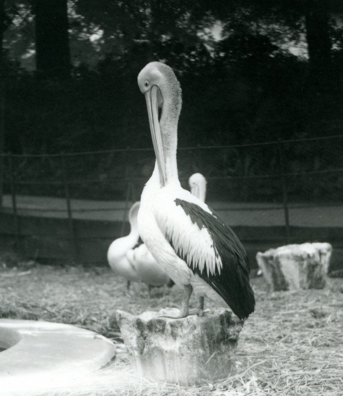 Pelikan stojący na pniu drzewa, gładzący szyję w londyńskim zoo we wrześniu 1925 r. autorstwa Frederick William Bond