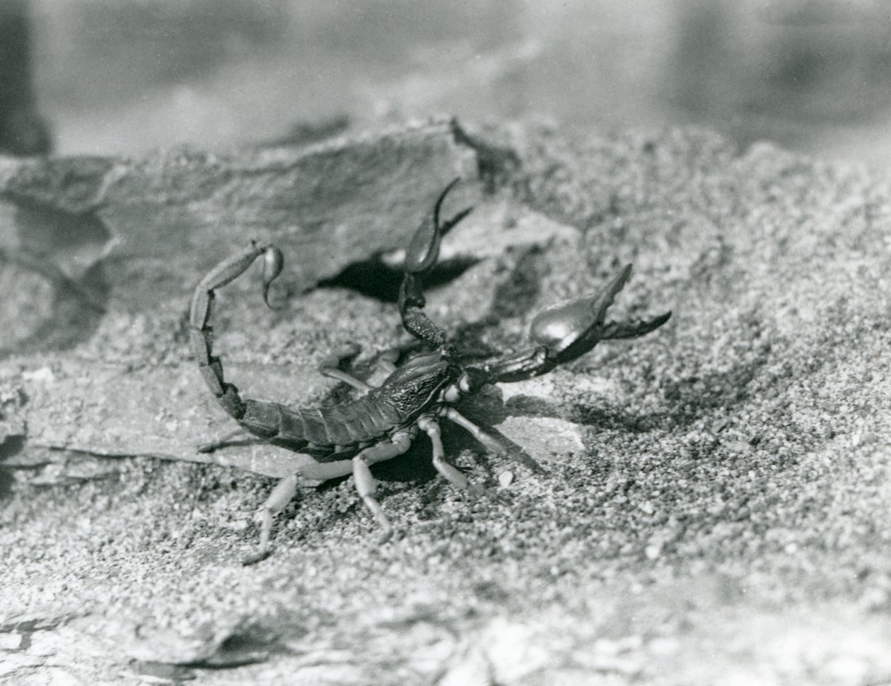 Skorpion w londyńskim zoo w 1929 roku (zdjęcie czarno-białe) autorstwa Frederick William Bond