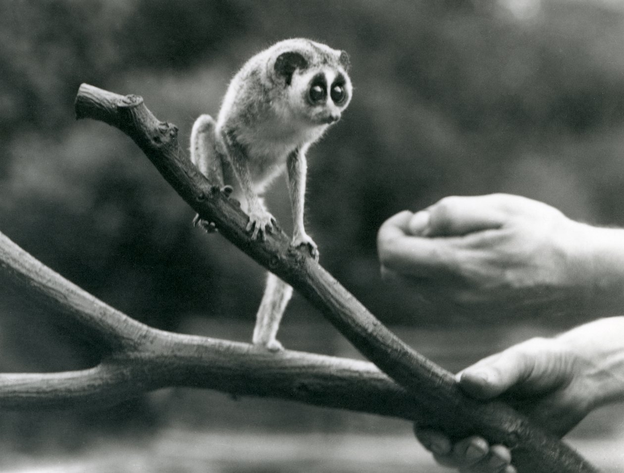 Smukły loris stojący na gałęzi trzymanej przez dozorcę, londyńskie zoo, sierpień 1926 autorstwa Frederick William Bond