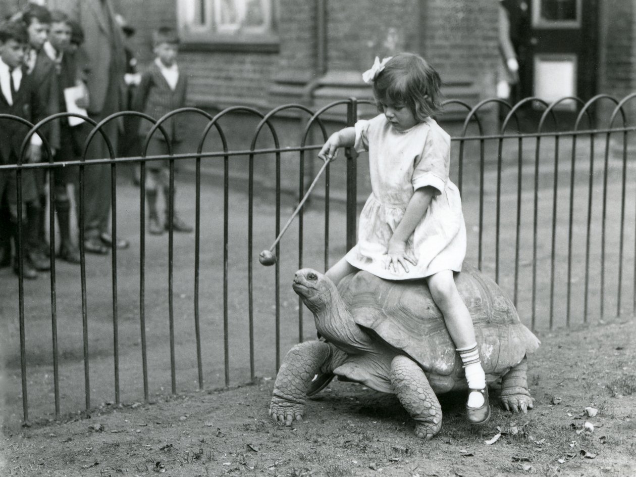 Mała dziewczynka Betty wyciąga kij z jabłkiem na końcu, by prowadzić żółwia olbrzymiego, na którym jeździ, londyńskie zoo, 1924 autorstwa Frederick William Bond