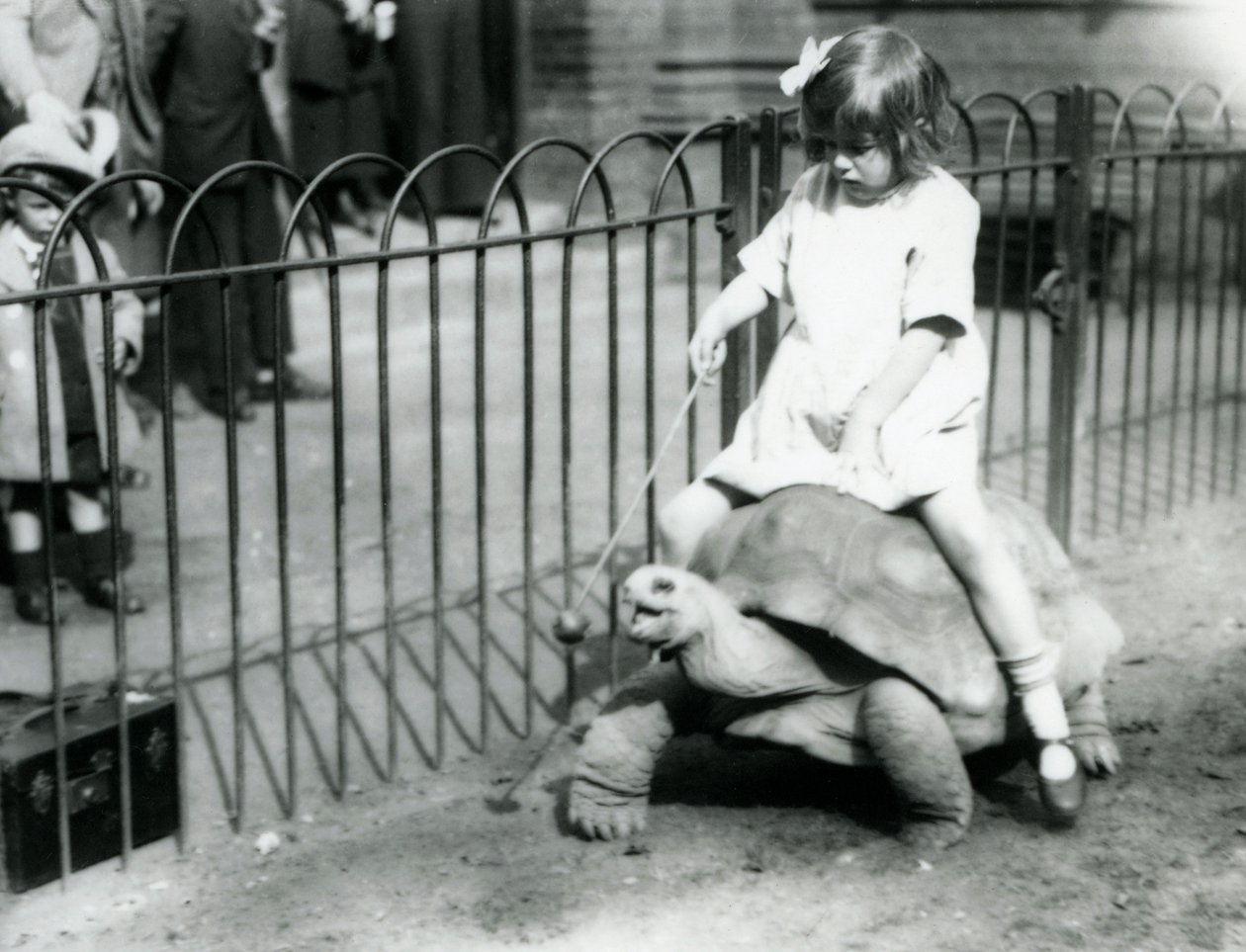 Mała dziewczynka Betty wyciąga kij z jabłkiem na końcu, by prowadzić żółwia olbrzymiego, na którym jeździ, londyńskie zoo, 1924 autorstwa Frederick William Bond