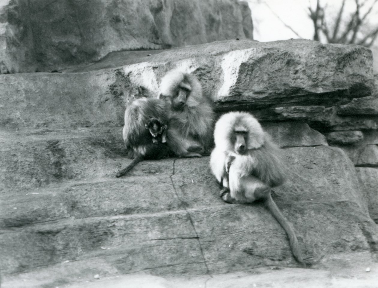 Mała grupa trzech dorosłych i jednego małego świętego pawiana, wśród skał „Monkey Hill”, londyńskie zoo autorstwa Frederick William Bond