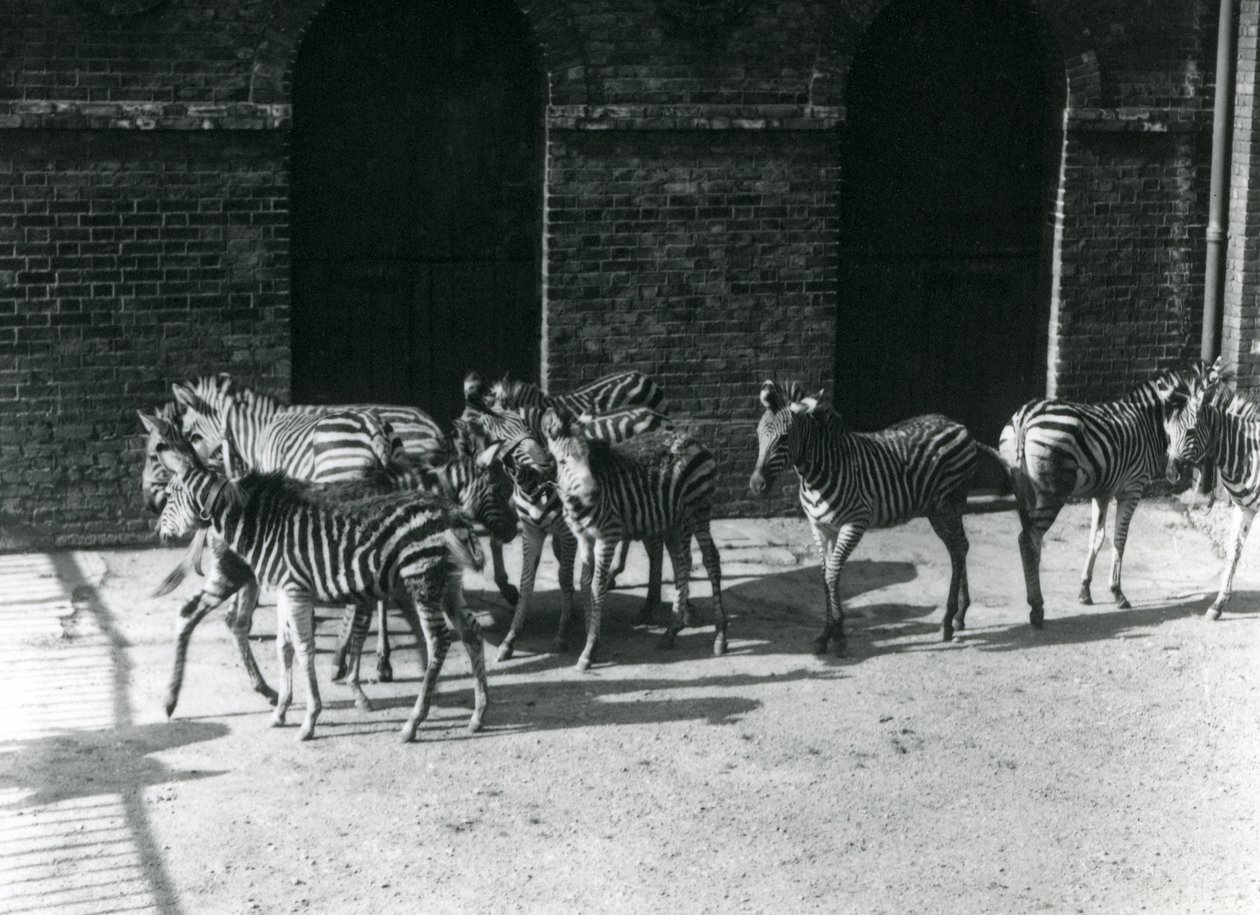 Małe stado Chapmans Zebra w londyńskim zoo w 1924 r. autorstwa Frederick William Bond