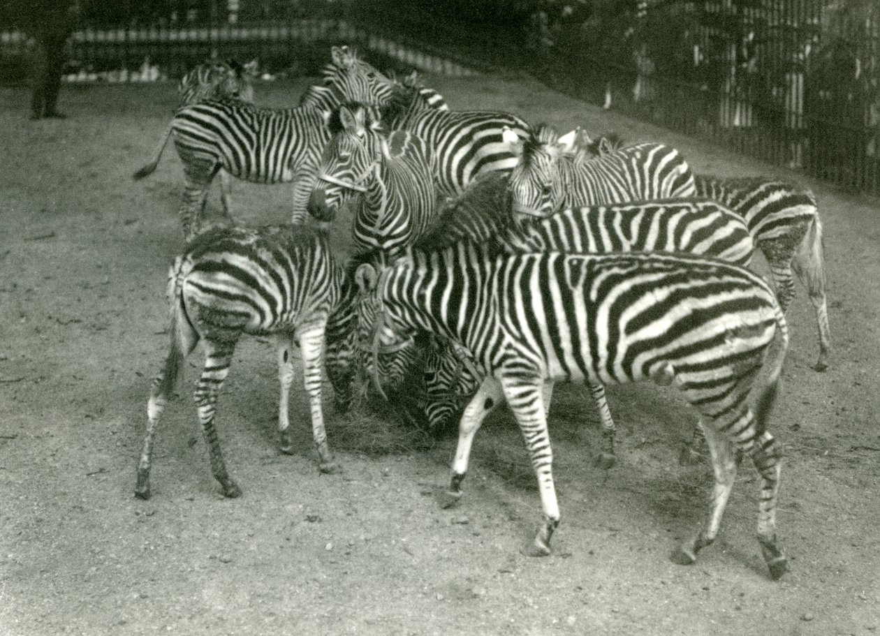 Małe stado zebr Chapmans, w tym młode, londyńskie zoo w 1923 r. autorstwa Frederick William Bond