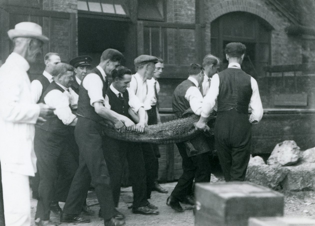 Zespół mężczyzn niesie aligatora, nad którym czuwa Sir Peter Chalmers Mitchell, londyńskie zoo, 1924 autorstwa Frederick William Bond