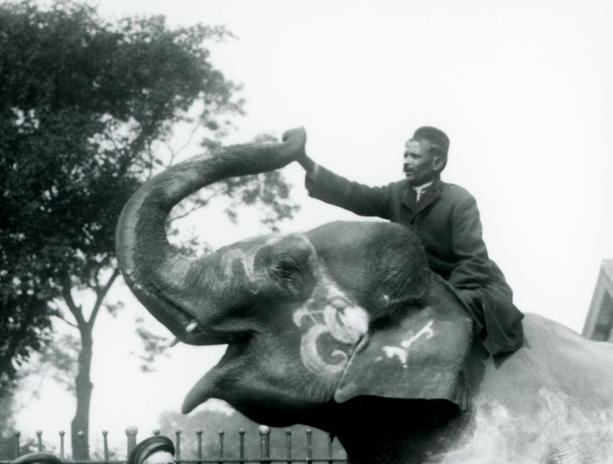 Trener siedzący okrakiem na szyi zdobionego słonia indyjskiego, który sięga do przodu, aby przytrzymać koniec jego odwróconego tułowia, londyńskie zoo, 1927 autorstwa Frederick William Bond