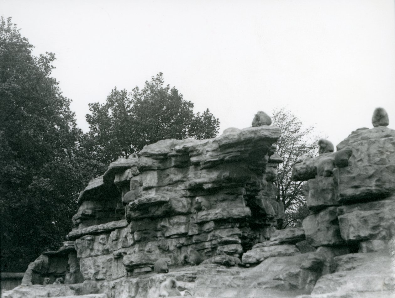 Oddział świętych pawianów wśród skał na „Monkey Hill”, londyńskie zoo autorstwa Frederick William Bond