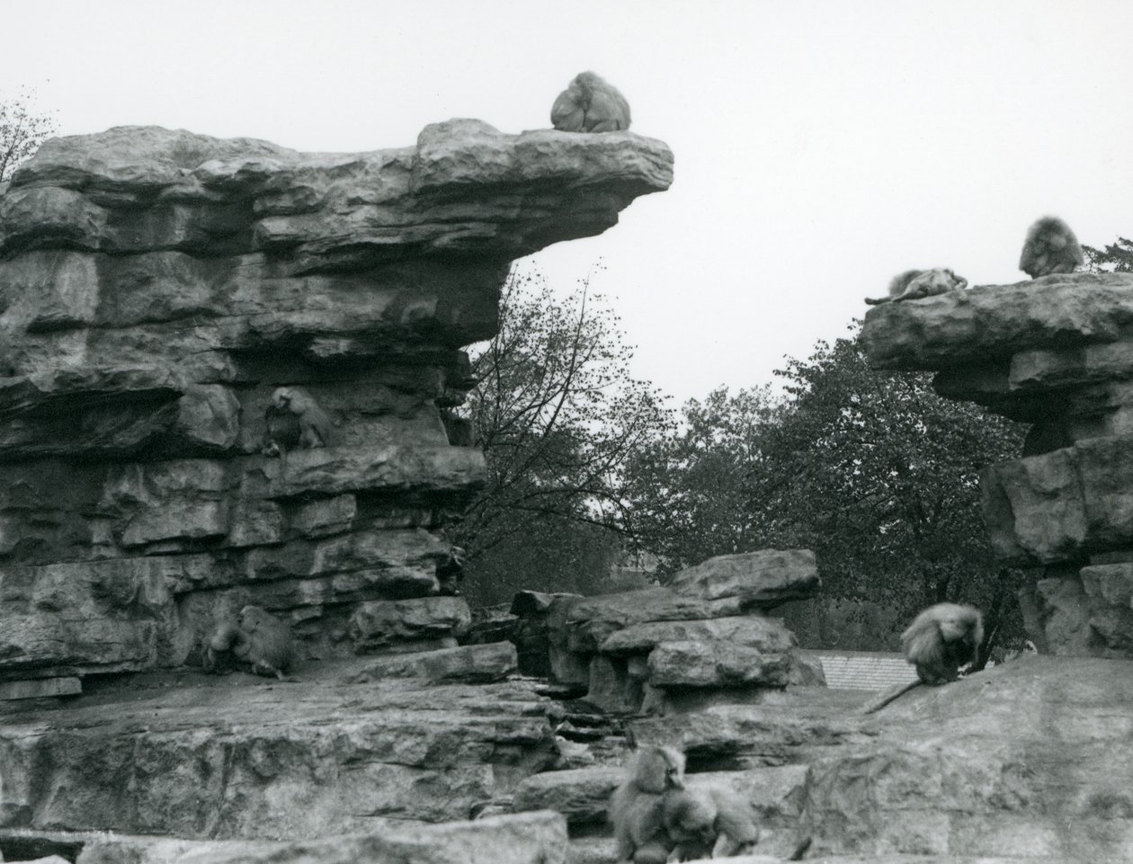 Oddział świętych pawianów wśród skał na „Monkey Hill”, londyńskie zoo autorstwa Frederick William Bond