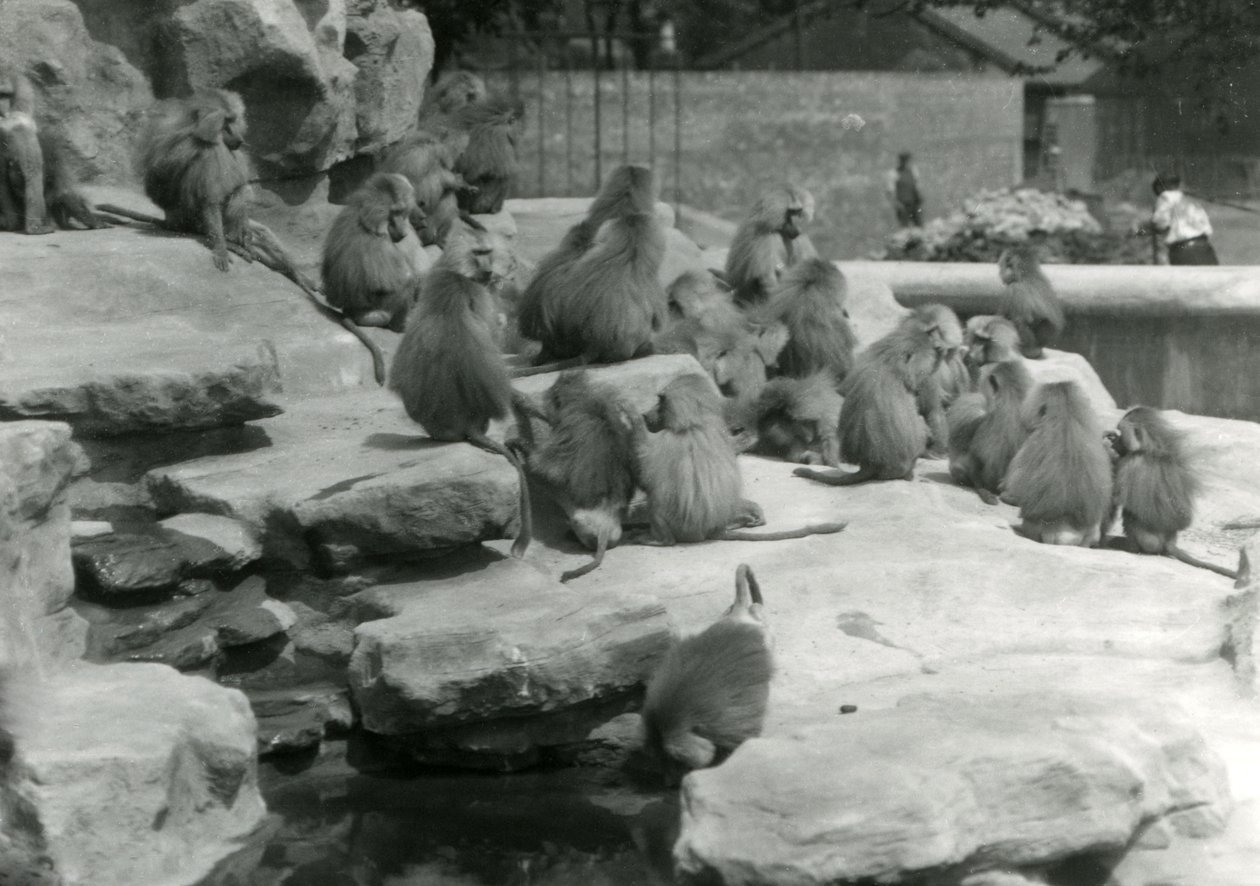 Oddział świętych pawianów, w tym jeden pijący z basenu, wśród skał „Monkey Hill”, londyńskie zoo autorstwa Frederick William Bond