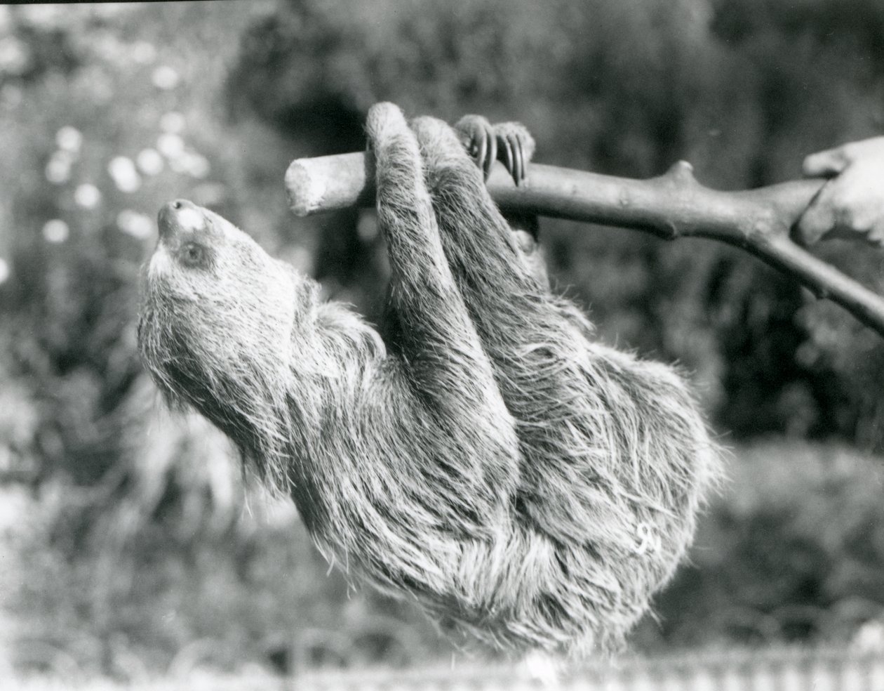 Leniwiec dwupalczasty zwisający z odciętej gałęzi, trzymany przez opiekuna w londyńskim zoo, wrzesień 1925 r. autorstwa Frederick William Bond