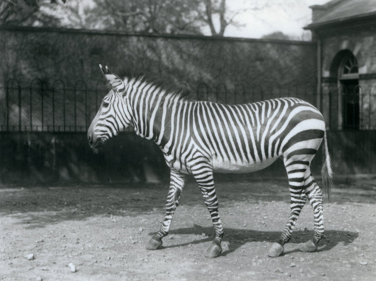 Bezbronna Zebra Hartmana stojąca na swoim padoku w londyńskim zoo autorstwa Frederick William Bond