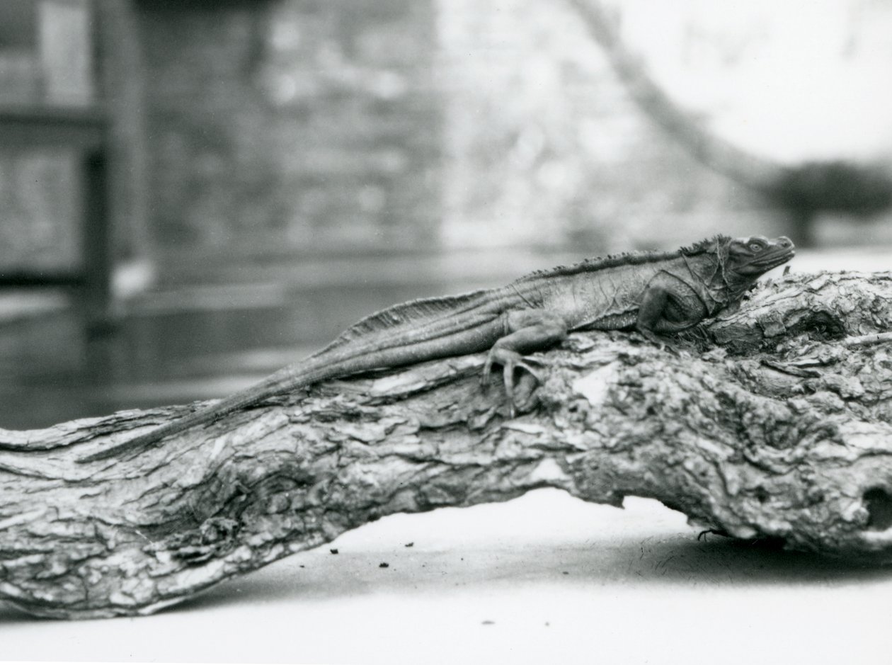 Bezbronna jaszczurka żaglowata spoczywająca na kłodzie w londyńskim zoo w 1928 r. (zdjęcie czarno-białe) autorstwa Frederick William Bond