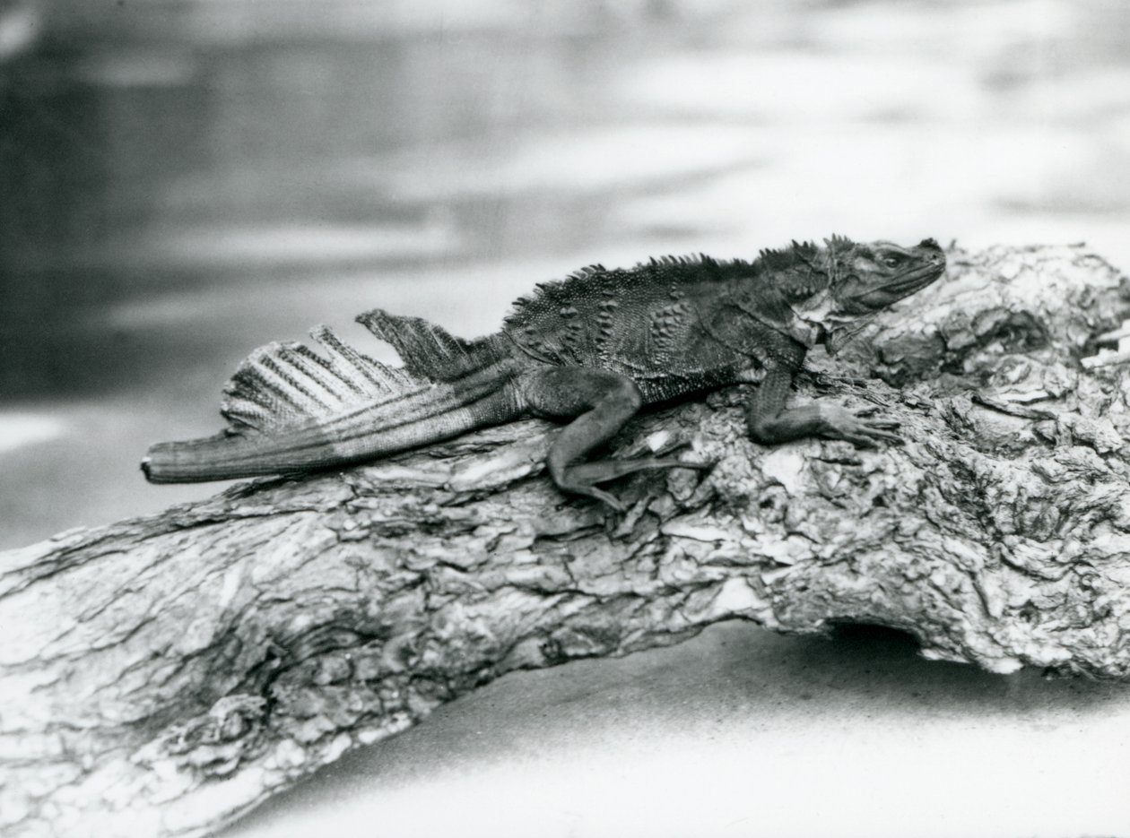 Bezbronna jaszczurka żaglowata, z uszkodzonym ogonem, spoczywająca na kłodzie w londyńskim zoo w 1929 r. (zdjęcie czarno-białe) autorstwa Frederick William Bond