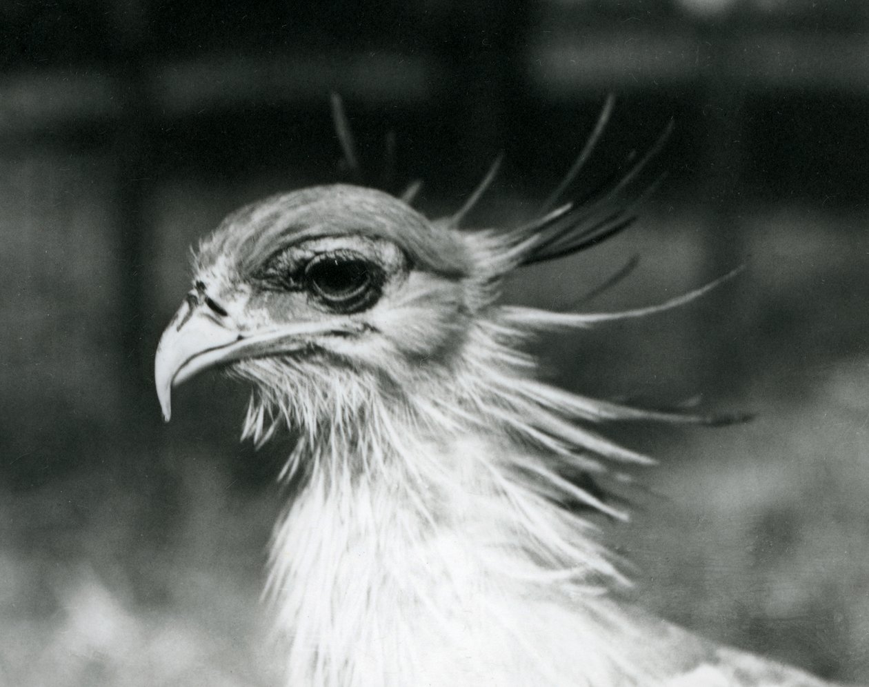 Bezbronny Secretary Bird lub Secretarybird w londyńskim zoo w 1928 r. (zdjęcie czarno-białe) autorstwa Frederick William Bond