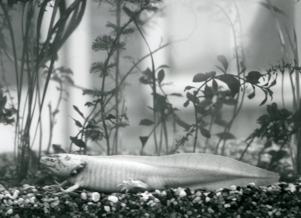 Biała aksolotl / meksykańska salamandra spoczywająca na żwirze na dnie zbiornika w londyńskim zoo w 1928 r. (zdjęcie czarno-białe) autorstwa Frederick William Bond