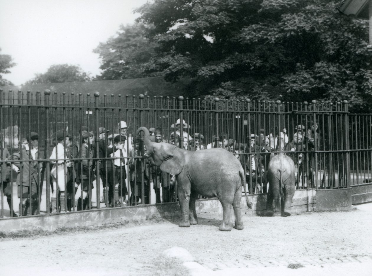 Młody słoń afrykański i pigmej afrykański słoń interakcji z dużą grupą dzieci, przez barierki ich wybieg, London Zoo, 1926 autorstwa Frederick William Bond