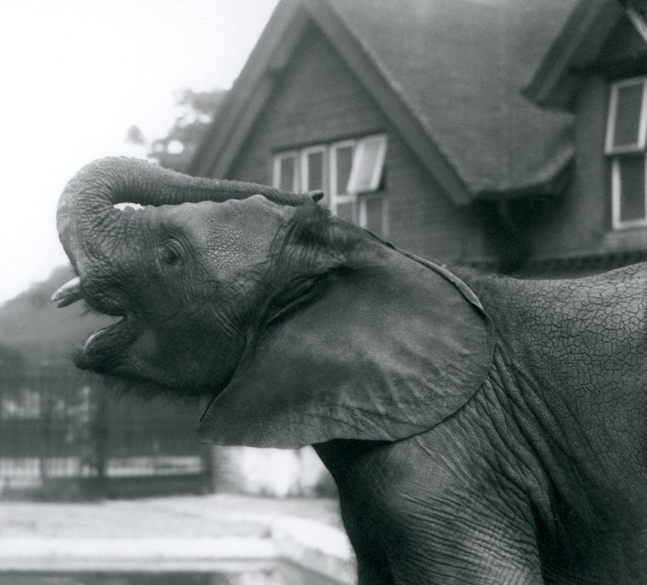 Młody słoń afrykański z trąbą uniesioną do czoła, londyńskie zoo, sierpień 1925 r. autorstwa Frederick William Bond