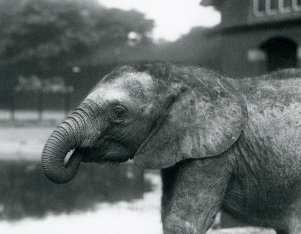 Młody słoń afrykański z końcem trąby w pysku, londyńskie zoo, sierpień 1925 r. autorstwa Frederick William Bond