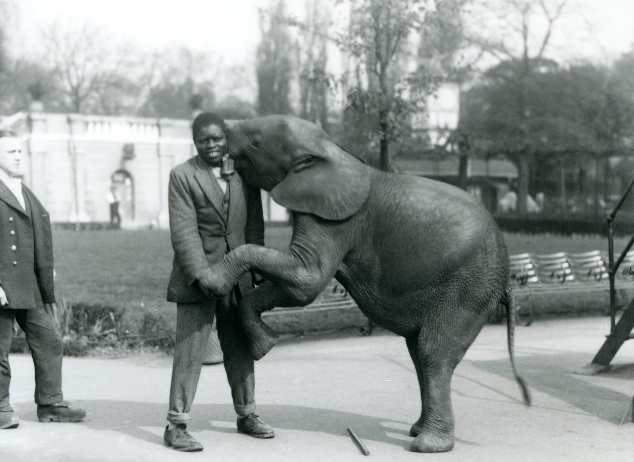 Młody afrykański słoń karłowaty stoi na tylnych łapach, aby objąć swojego afrykańskiego trenera, podczas gdy opiekun patrzy na londyńskie zoo, lipiec 1925 autorstwa Frederick William Bond