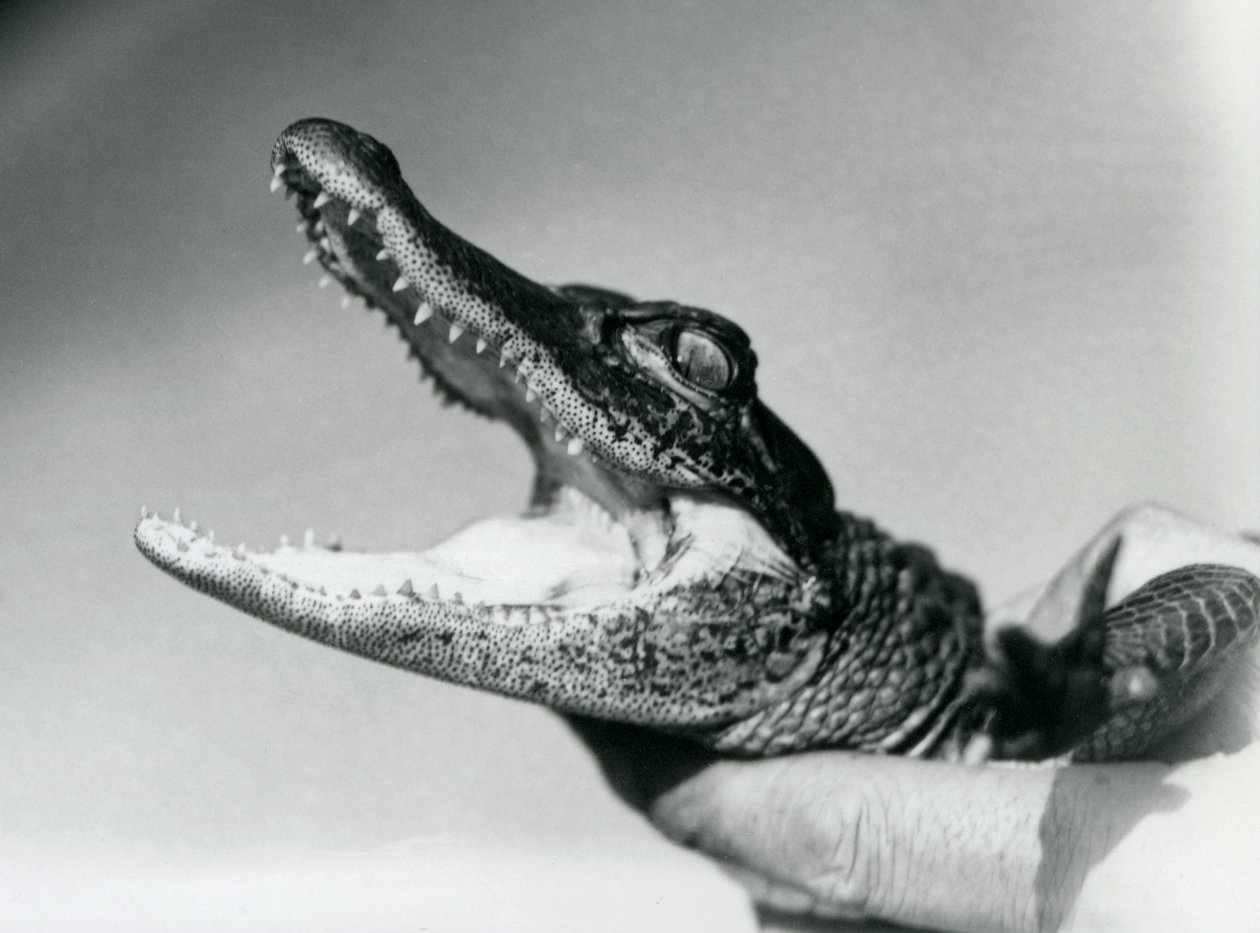 Młody aligator trzymany na szyi przez opiekuna, Londyńskie Zoo, sierpień 1928 (zdjęcie czarno-białe) autorstwa Frederick William Bond