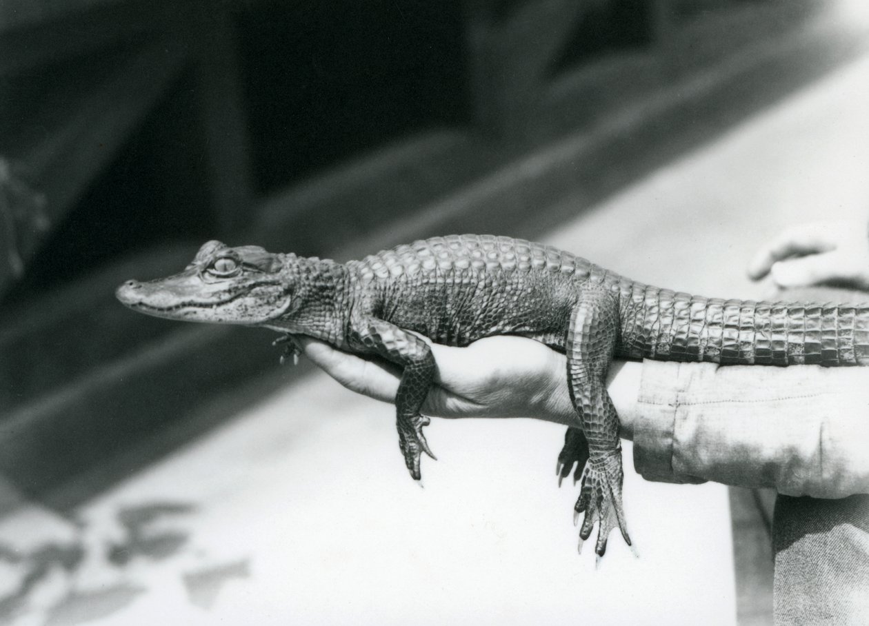 Młody aligator trzymany w ręku swojego opiekuna, londyńskie zoo autorstwa Frederick William Bond