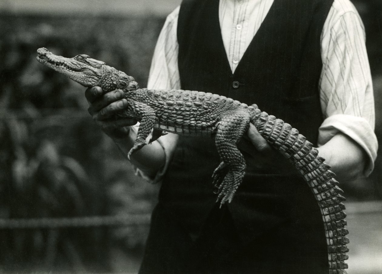 Młody aligator amerykański trzymany przez swojego opiekuna, londyńskie zoo, 1924 autorstwa Frederick William Bond