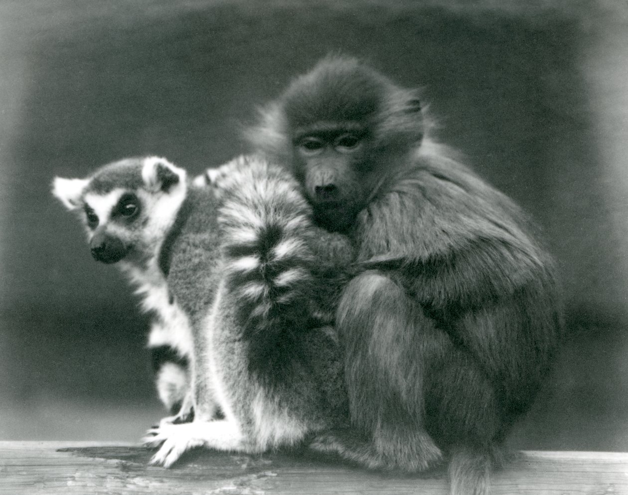 Młody pawian przytula się do lemura katta na belce, londyńskie zoo, 1925 autorstwa Frederick William Bond