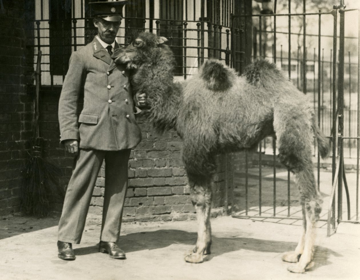 Młody wielbłąd dwugarbny, który urodził się w menażerii wraz ze swoim opiekunem, londyńskim zoo autorstwa Frederick William Bond