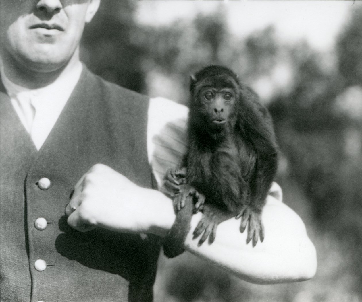 Młody Black Howler Monkey siedzi na ramieniu mężczyzny z chwytnym ogonem owiniętym wokół nadgarstka, Londyńskie zoo, 1923 (fot. bw) autorstwa Frederick William Bond