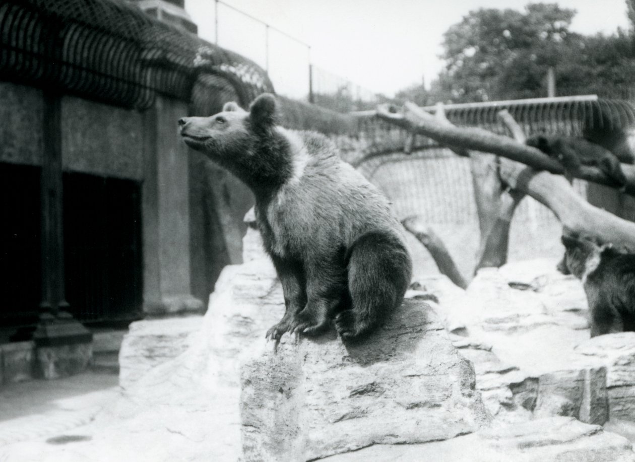 Młody niedźwiedź brunatny siedzący na skale na pierwszym planie, drugi idzie za nim, a trzeci śpi na gałęzi, londyńskie zoo, sierpień 1913 r. autorstwa Frederick William Bond