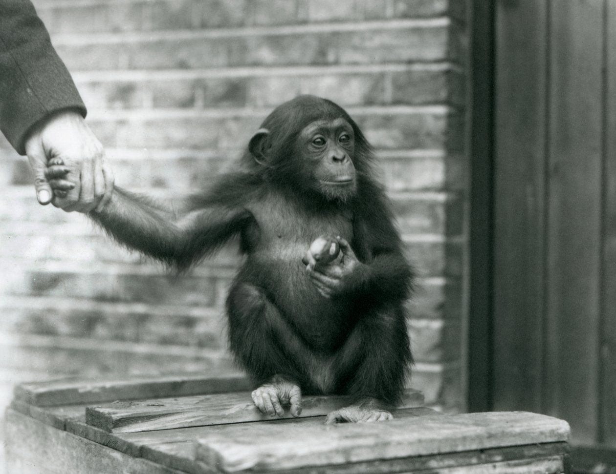 Młody szympans trzymający rękę opiekuna siedzący na drewnianej skrzyni, londyńskie zoo, czerwiec 1926 autorstwa Frederick William Bond