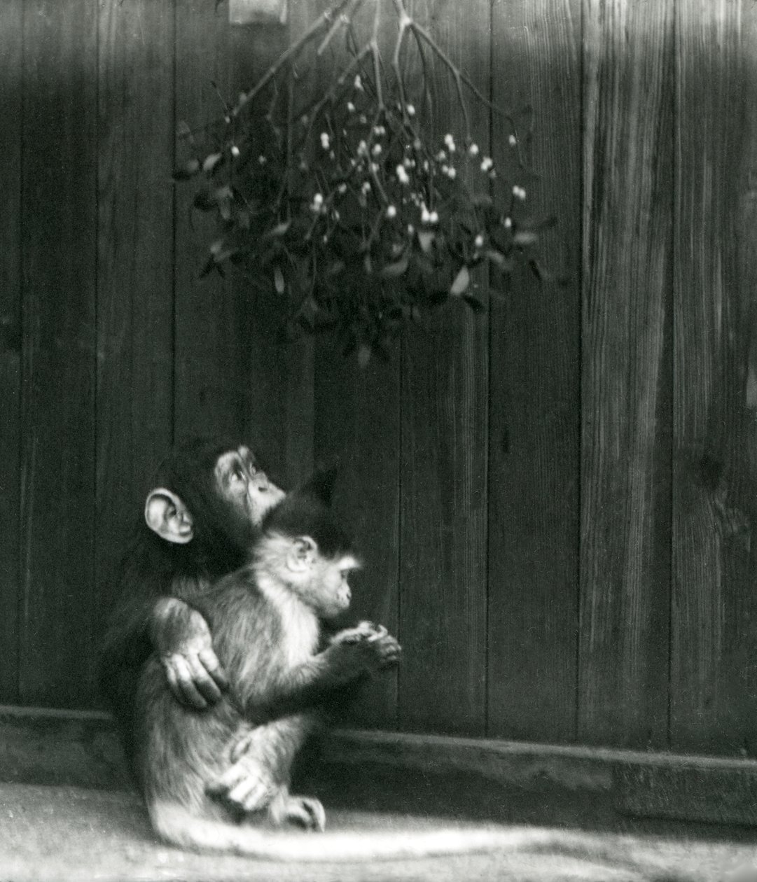 Młody szympans obejmuje Mangabey pod jemiołą w londyńskim zoo w grudniu 1924 roku autorstwa Frederick William Bond