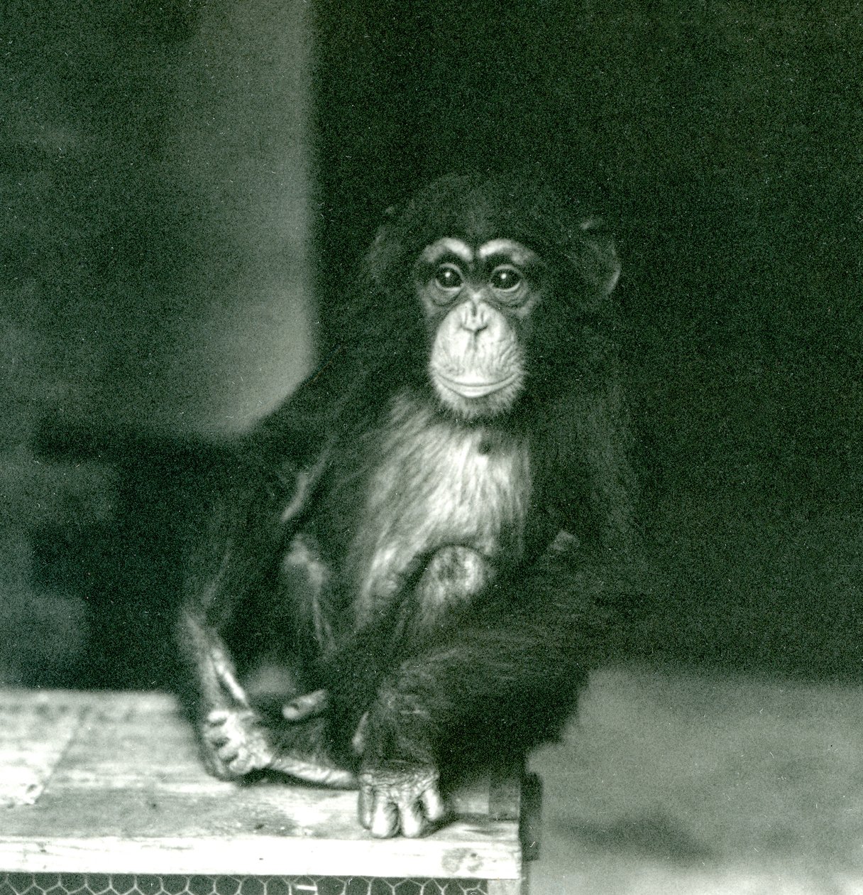 Młody szympans siedzący na drewnianej skrzyni w londyńskim zoo w 1924 roku (zdjęcie czarno-białe) autorstwa Frederick William Bond