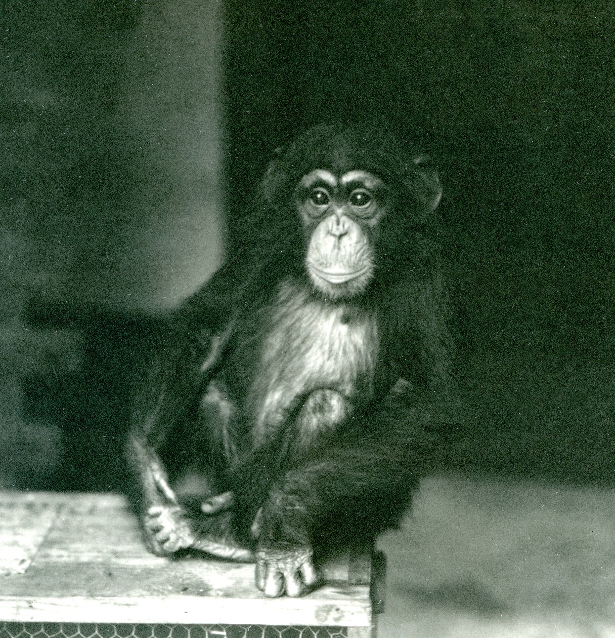 Młody szympans siedzący na drewnianej skrzyni w londyńskim zoo w 1924 r. autorstwa Frederick William Bond