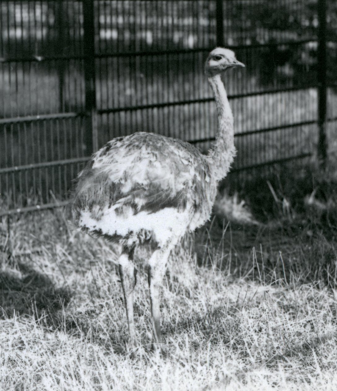 Młode nandu Darwina / Małego Nandu stojącego na trawie, obok ogrodzenia swojego wybiegu, londyńskie zoo autorstwa Frederick William Bond