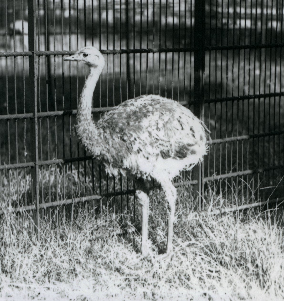 Młode nandu Darwina / Małego Nandu stojącego na trawie, obok ogrodzenia swojego wybiegu, londyńskie zoo autorstwa Frederick William Bond