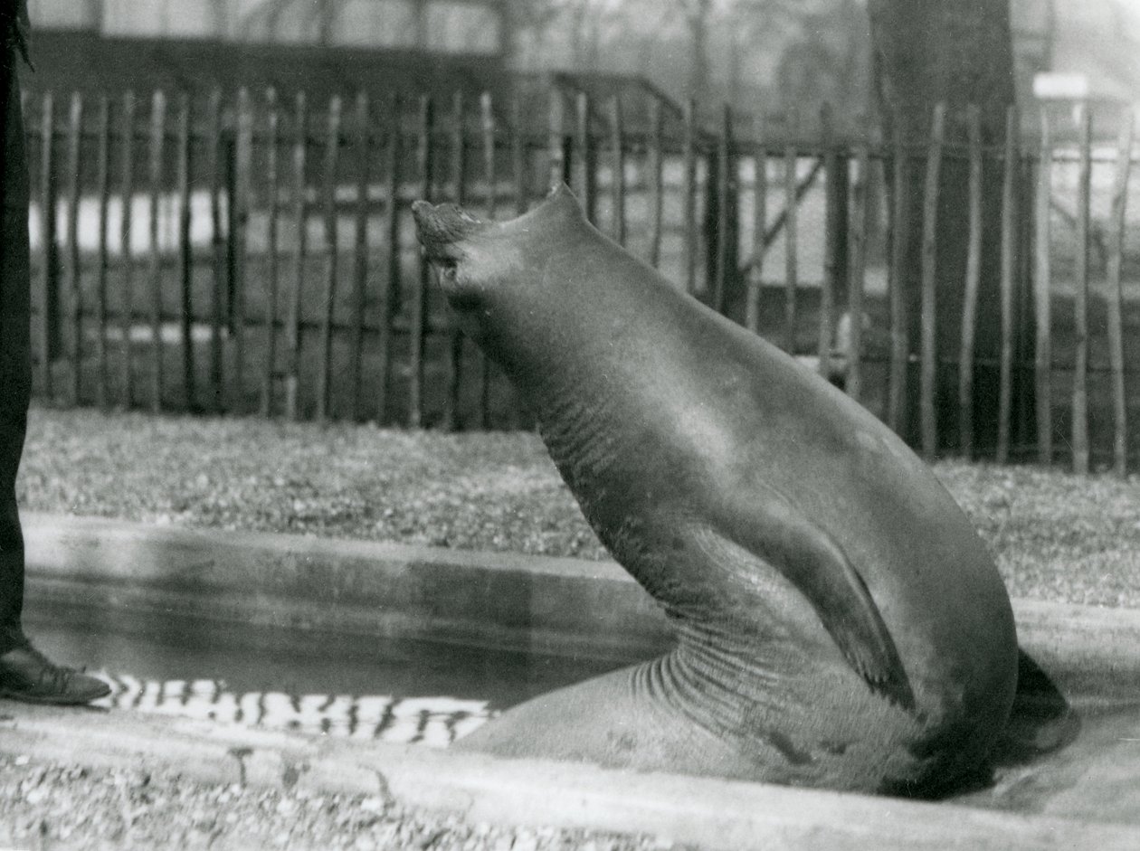 Młoda słoń słonia sięgająca wstecz, londyńskie zoo autorstwa Frederick William Bond