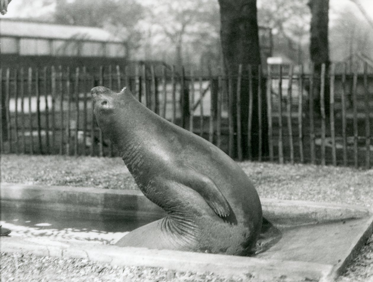 Młoda słoń słonia sięgająca wstecz, londyńskie zoo autorstwa Frederick William Bond