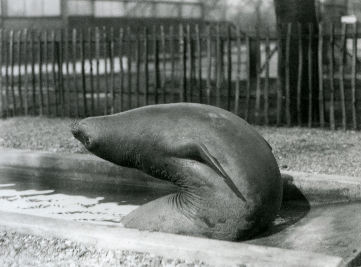 Młoda słoń słonia sięgająca wstecz, londyńskie zoo autorstwa Frederick William Bond