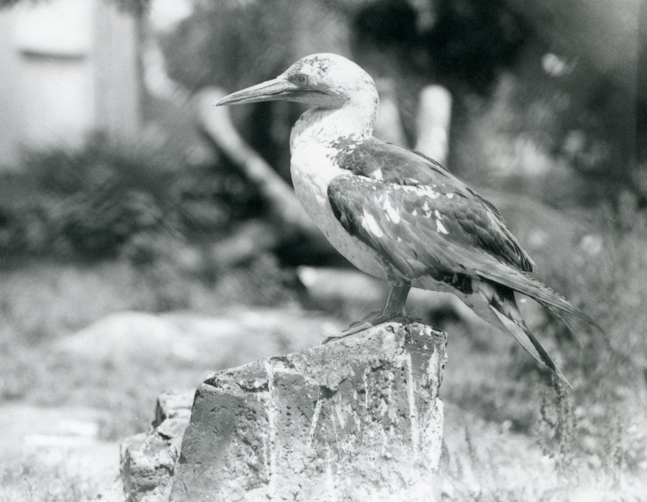 Młody głuptak stojący na pniu w londyńskim zoo w 1929 roku (zdjęcie czarno-białe) autorstwa Frederick William Bond