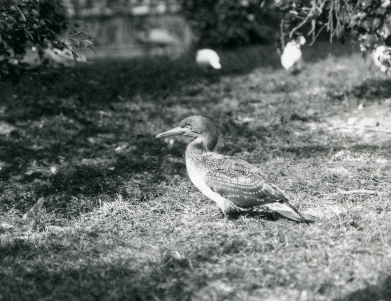 Młody głuptak stojący na trawie w londyńskim zoo we wrześniu 1927 r. autorstwa Frederick William Bond