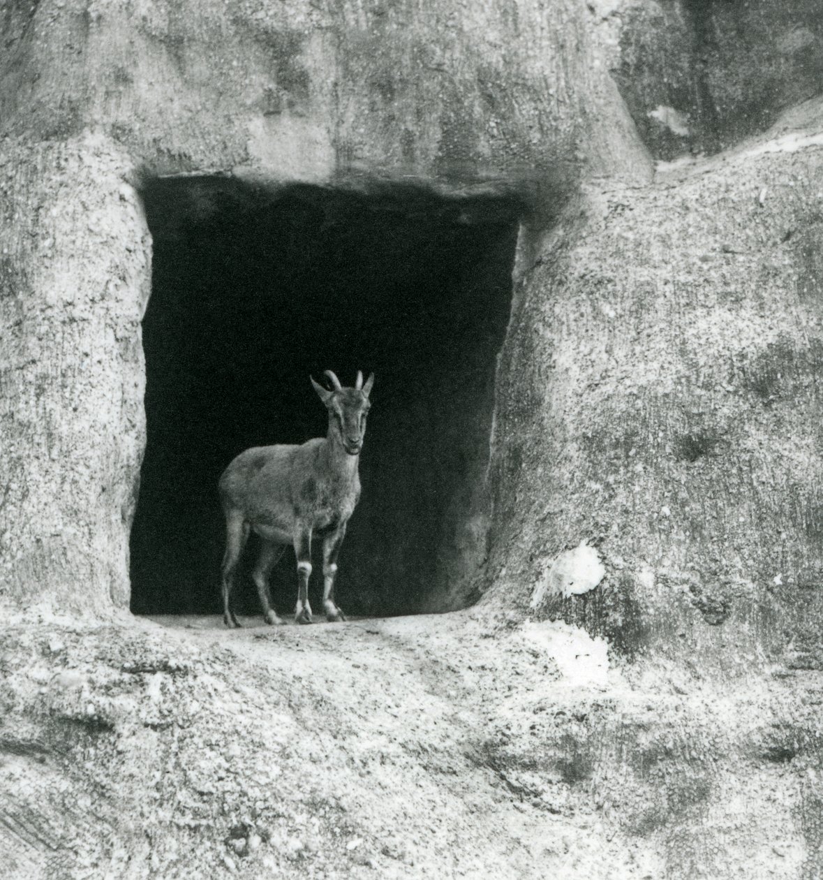 Młody koziorożec grecki stojący przy wejściu do jaskini w sztucznych skałach tarasów Mappin, londyńskie zoo, sierpień 1927 autorstwa Frederick William Bond