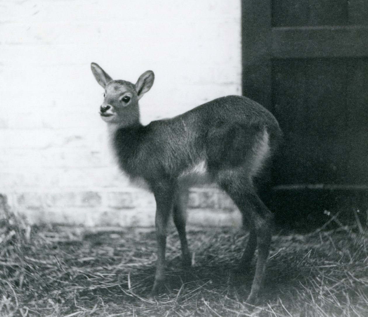 Młody Lechwe stojący na sianie, londyńskie zoo, styczeń 1926 autorstwa Frederick William Bond