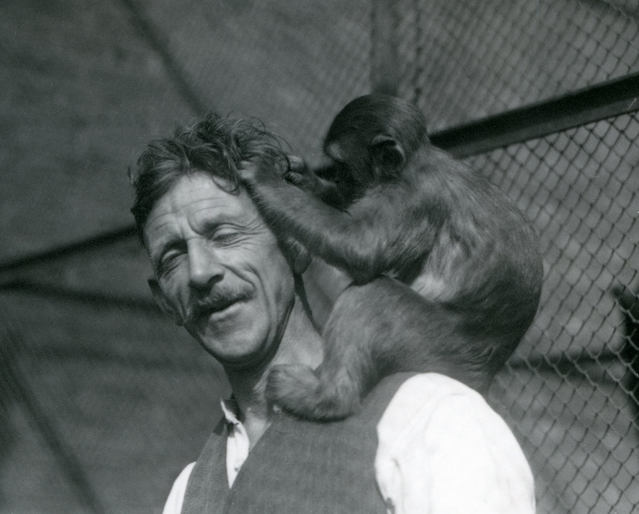 Młoda małpa pielęgnująca włosy Flewina, Londyńskie Zoo 1928 (zdjęcie czarno-białe) autorstwa Frederick William Bond