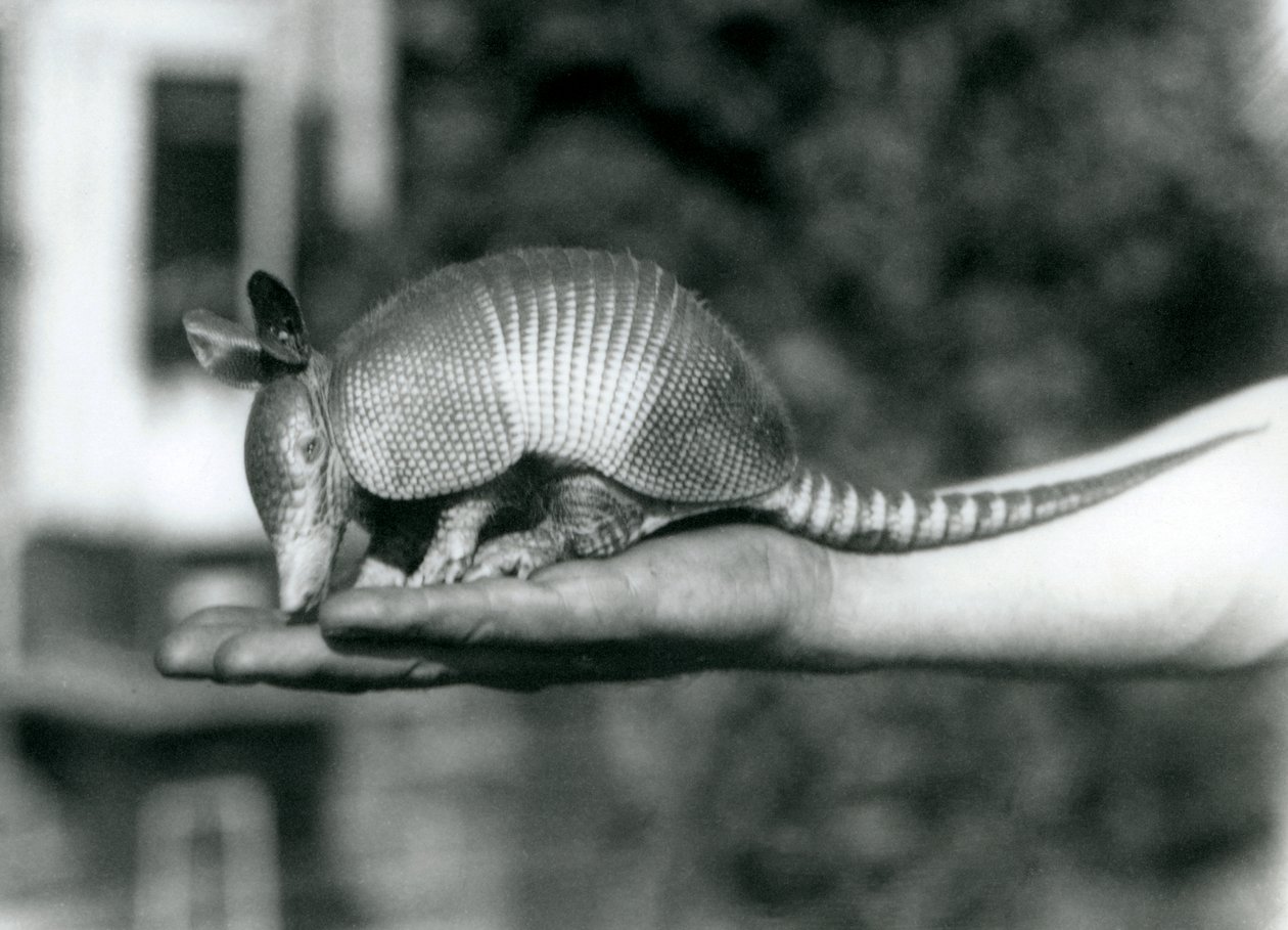 Młody pancernik dziewięciopaskowy lub pancernik długonosy spoczywający na otwartej dłoni opiekunów, londyńskie zoo, sierpień 1926 autorstwa Frederick William Bond