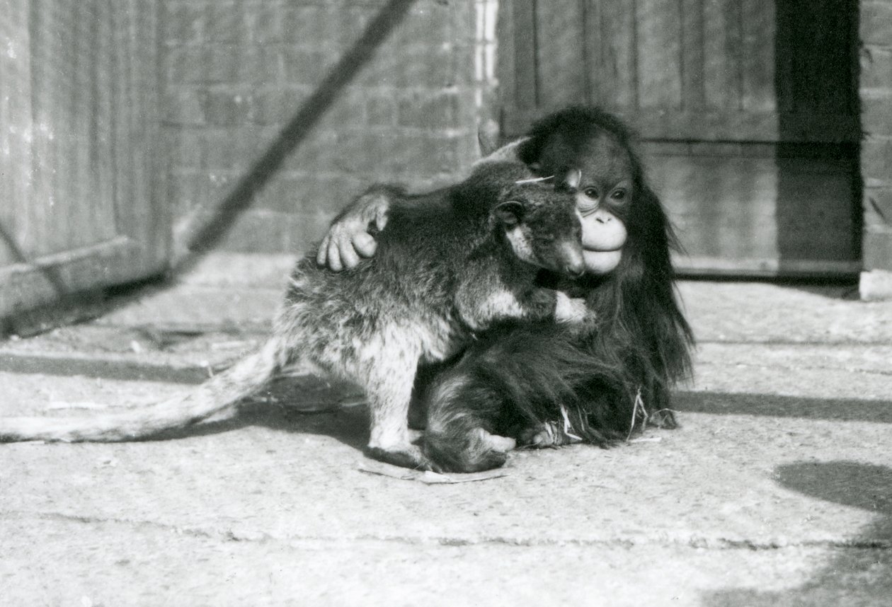 Młody orangutan przytula drzewnego kangura w londyńskim zoo w 1927 roku (zdjęcie czarno-białe) autorstwa Frederick William Bond