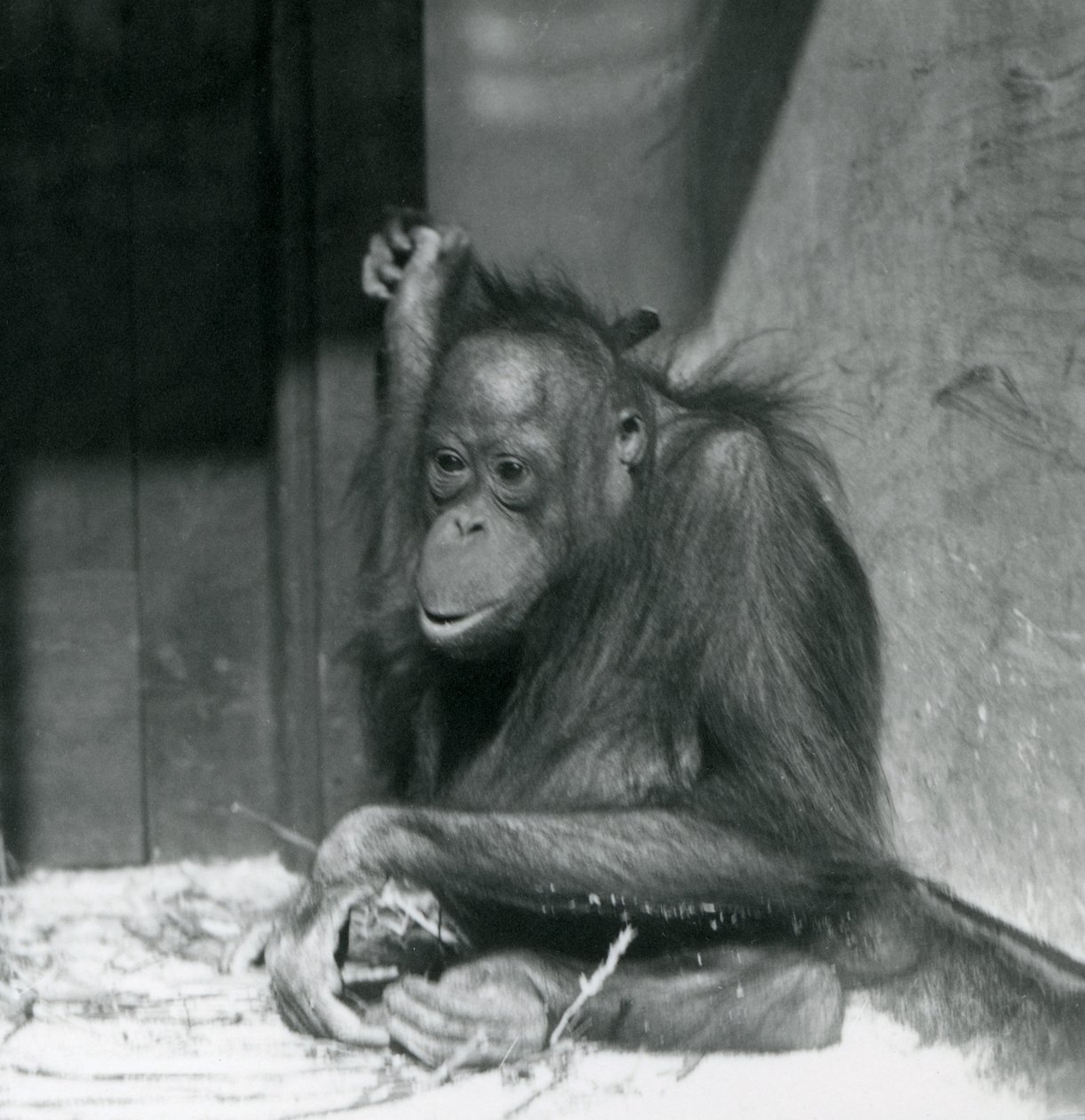 Młody orangutan siedzący w swoim wybiegu w londyńskim zoo, październik 1925 r. autorstwa Frederick William Bond