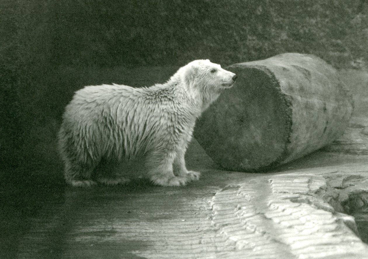 Młody niedźwiedź polarny w londyńskim zoo w listopadzie 1924 r. autorstwa Frederick William Bond